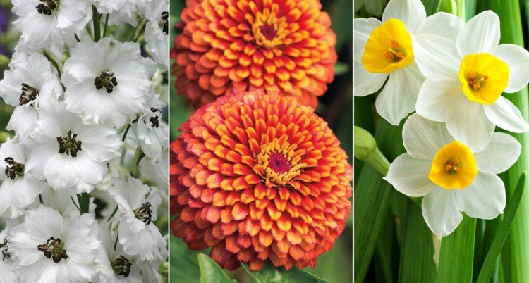 Blommor från A-Z med bild delphinium i vitt, zinnia i orange och vit påsklilja