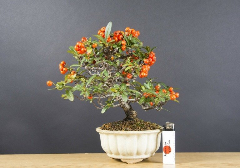 Firethorn (Pyracantha) som en bonsai för nybörjare för trädgården med apelsinbär