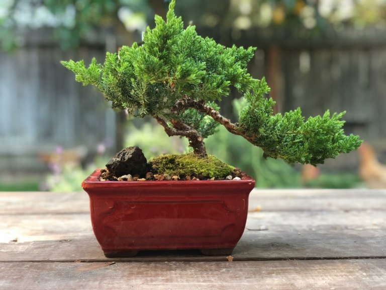 Enbär växer mycket snabbt och som nybörjare bonsai måste beskäras regelbundet