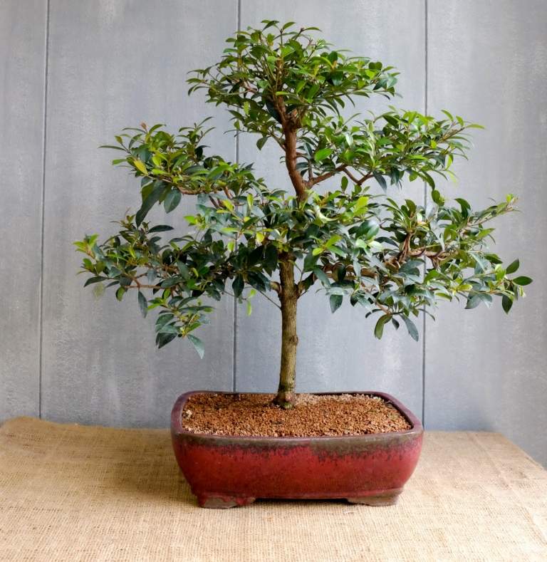 Bonsai är mycket populär som hobby, men det är också relativt krävande