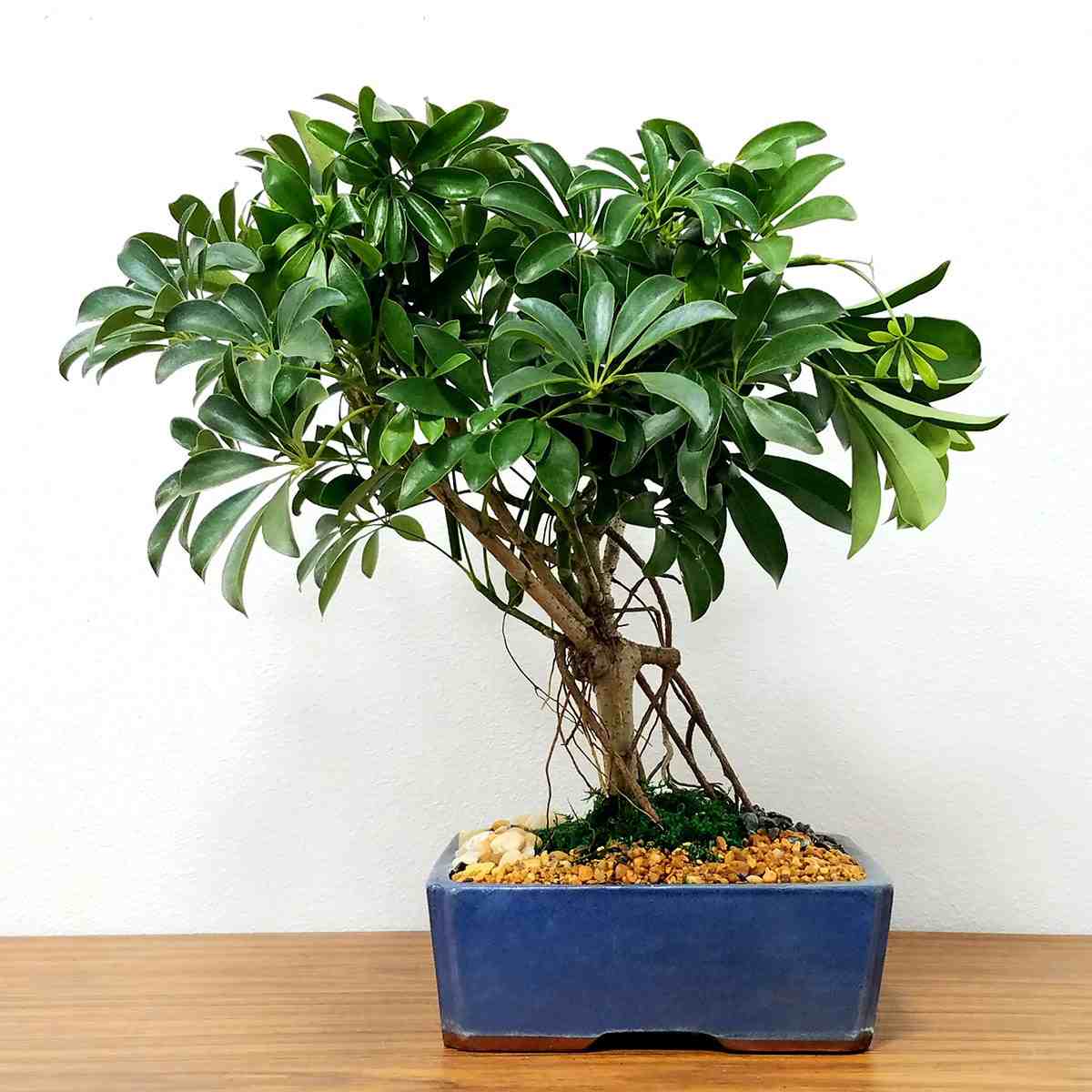 Ray aralia (Schefflera arboricola) är en populär krukväxt som också kan odlas som en bonsai