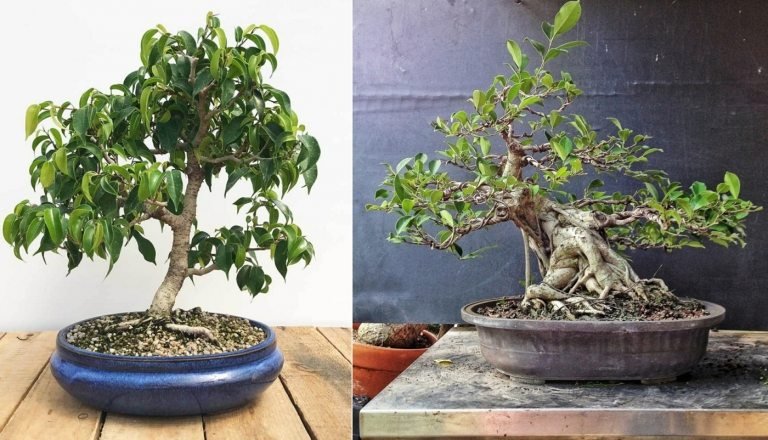 Gråtfiken (Ficus benjamini) är utmärkt för nybörjare och mycket lättskött