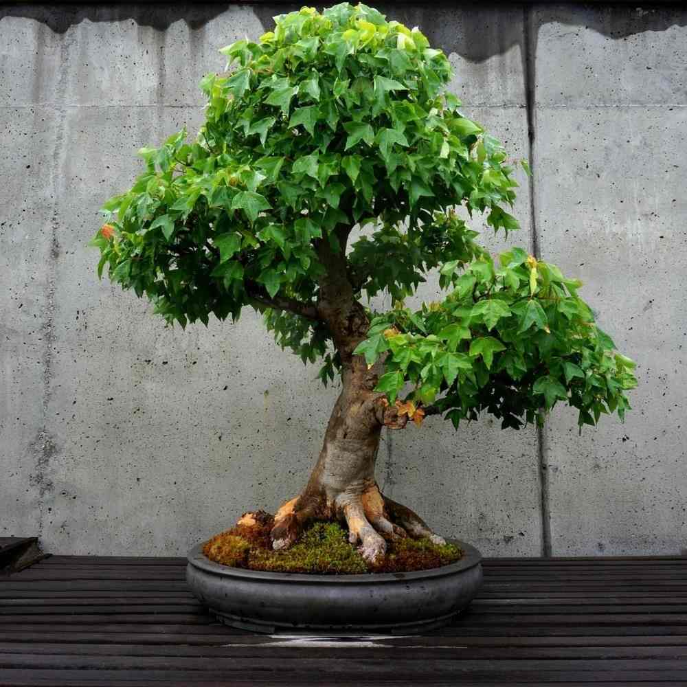 Trident lönn som ett miniatyr träd odlar i en bonsai skål