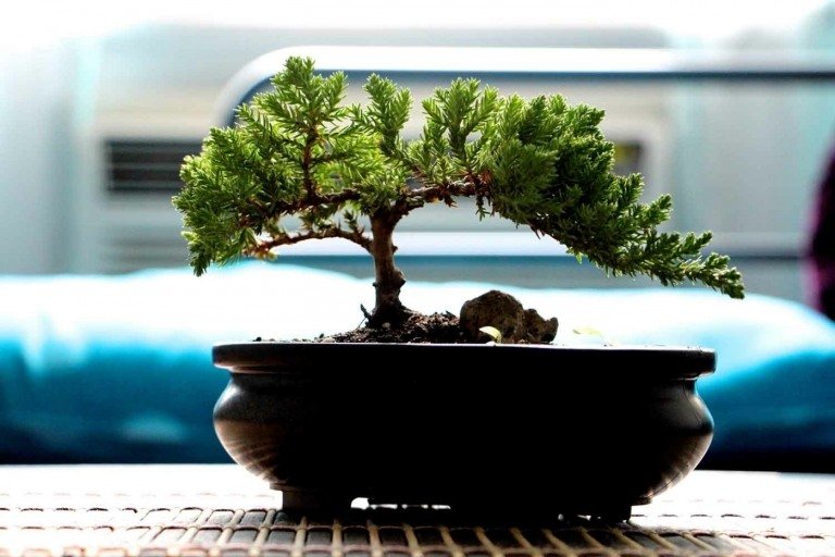 Vilka är de bästa bonsai för nybörjare för inomhus och utomhus