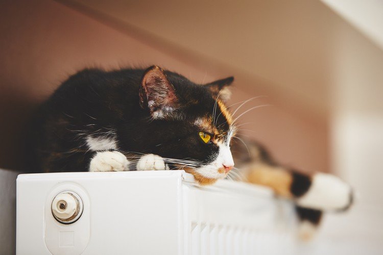 Katt på radiatortips om värme och ventilation vinter