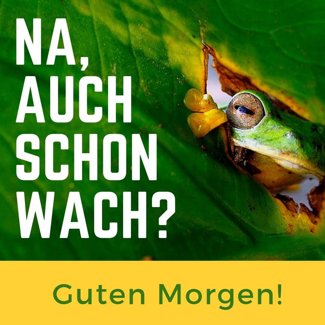 Grön groda tittar genom ett blad - Jo, redan vaken