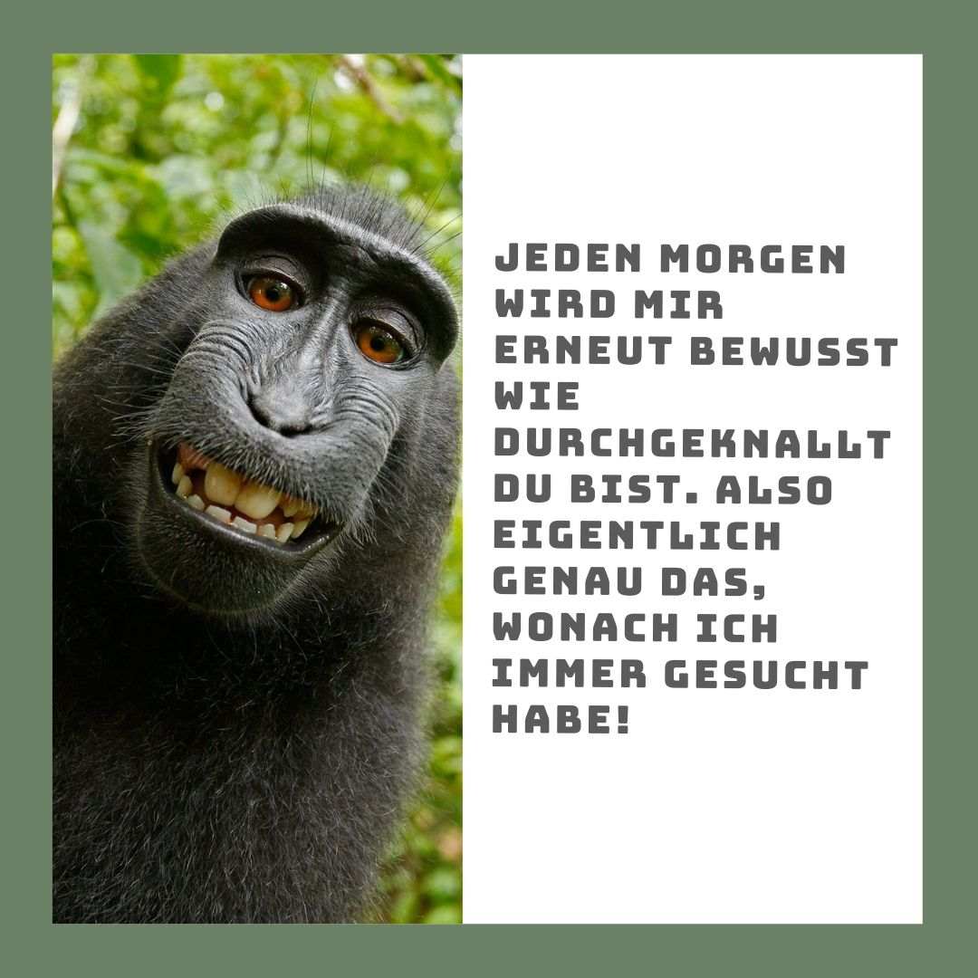 Skicka den leende apan som en WhatsApp -bild till din galna livspartner