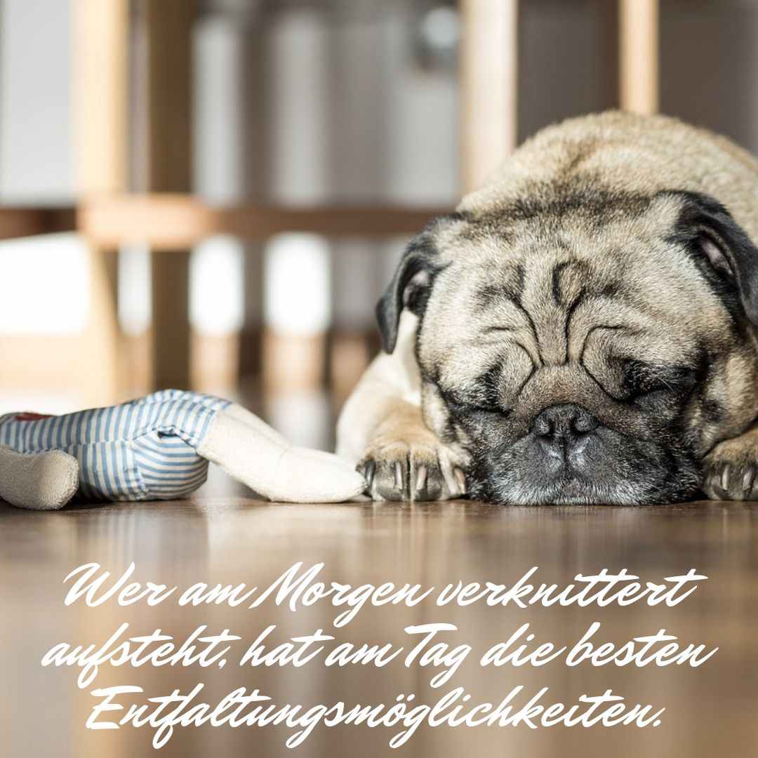 Mops som bild för morgonhälsningen - om du reser dig skrynkligt har du de bästa möjligheterna att utvecklas