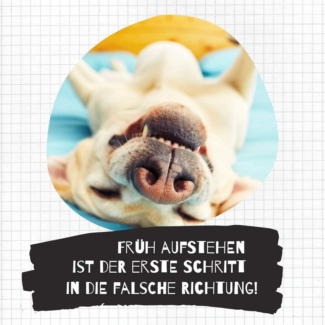 Sovande hund som en WhatsApp -bild med ett talesätt - att gå upp tidigt är det första steget i fel riktning