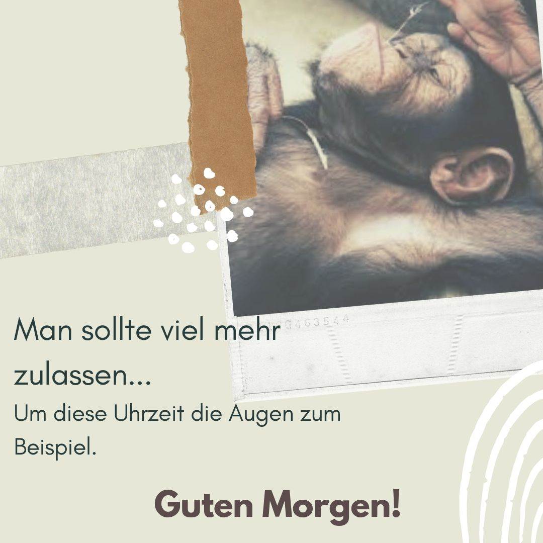Lat apa i en bild med ett ordspråk - Du bör hålla ögonen öppna vid denna tidpunkt