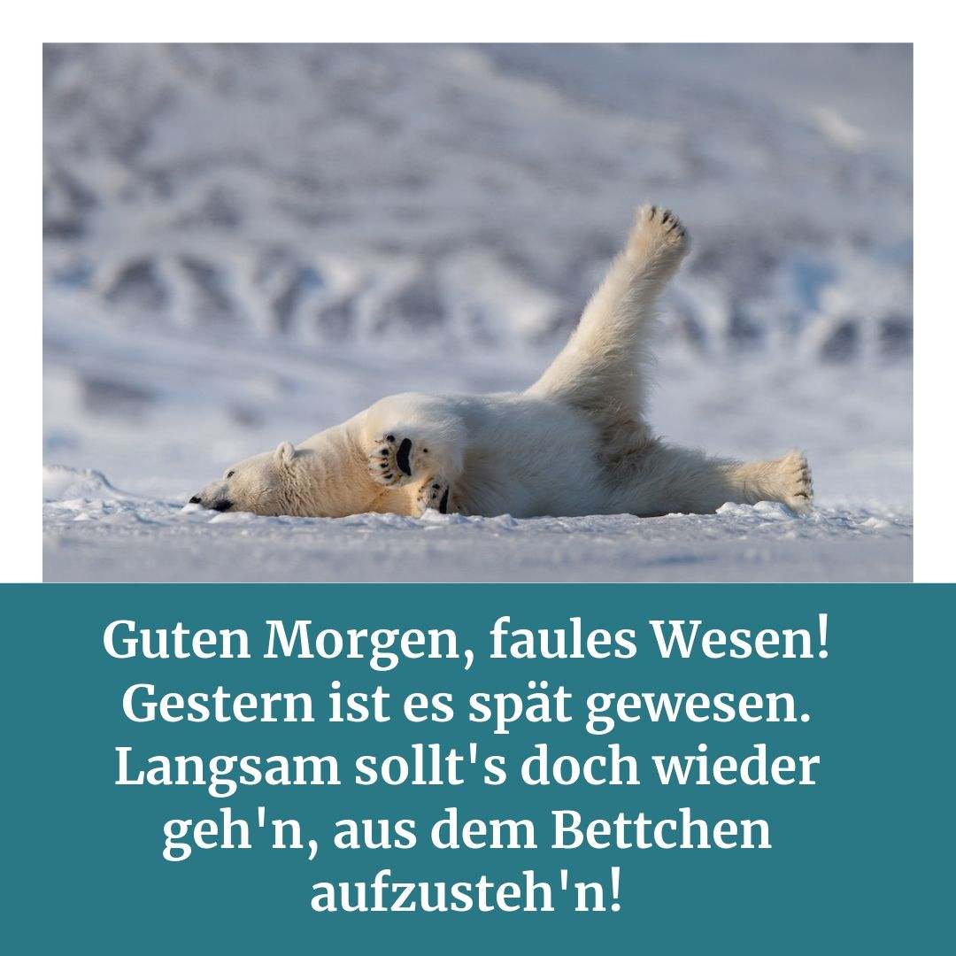 Latande isbjörn i snön med ett roligt talesätt för vänner
