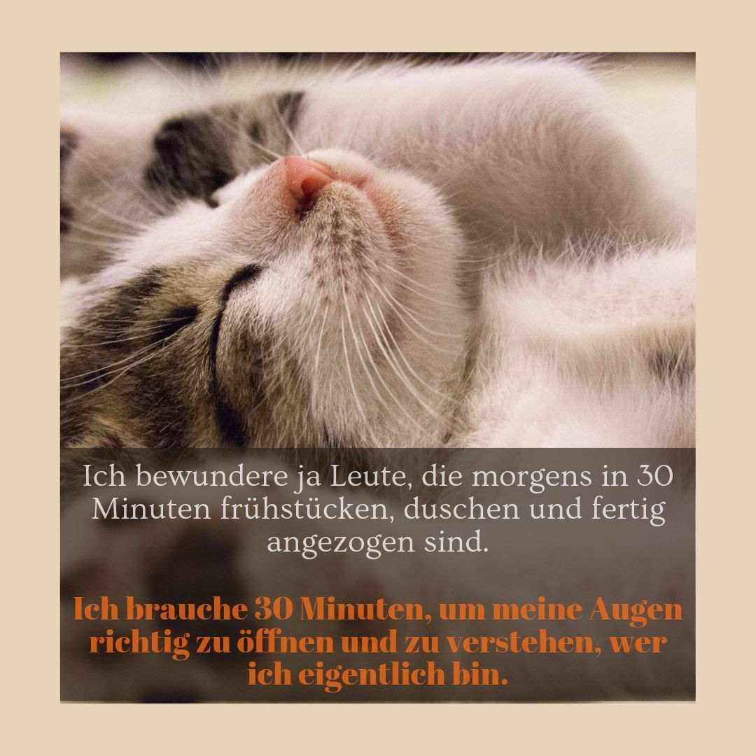 Bild på en sovande katt med ett talesätt - jag beundrar människor som vaknar snabbt