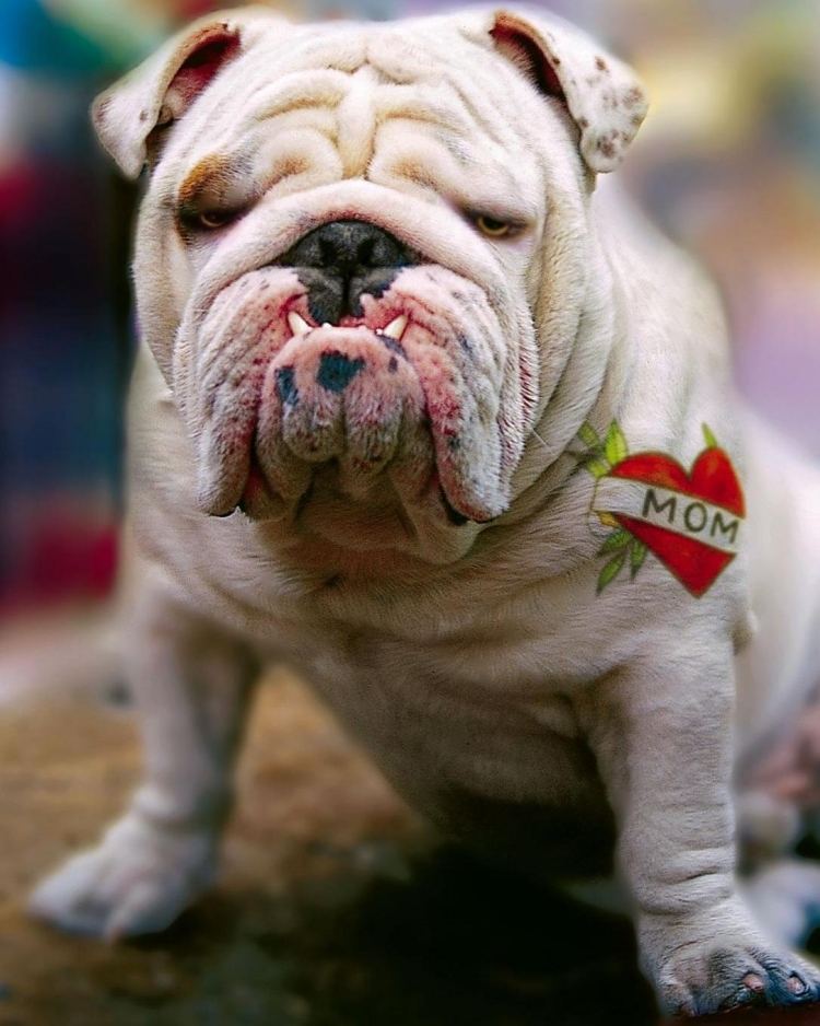 Roliga djurbilder bulldog tatuering mamma