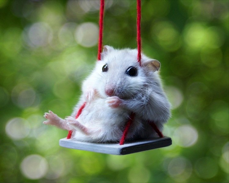 Roliga djurbilder hamster swing idéer