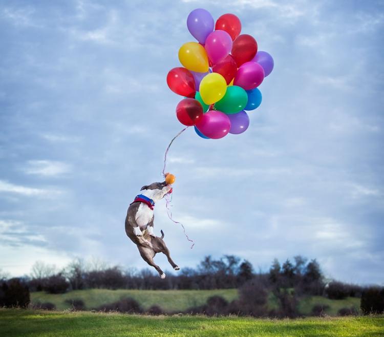Roliga djurbilder Hundballonger Idéer