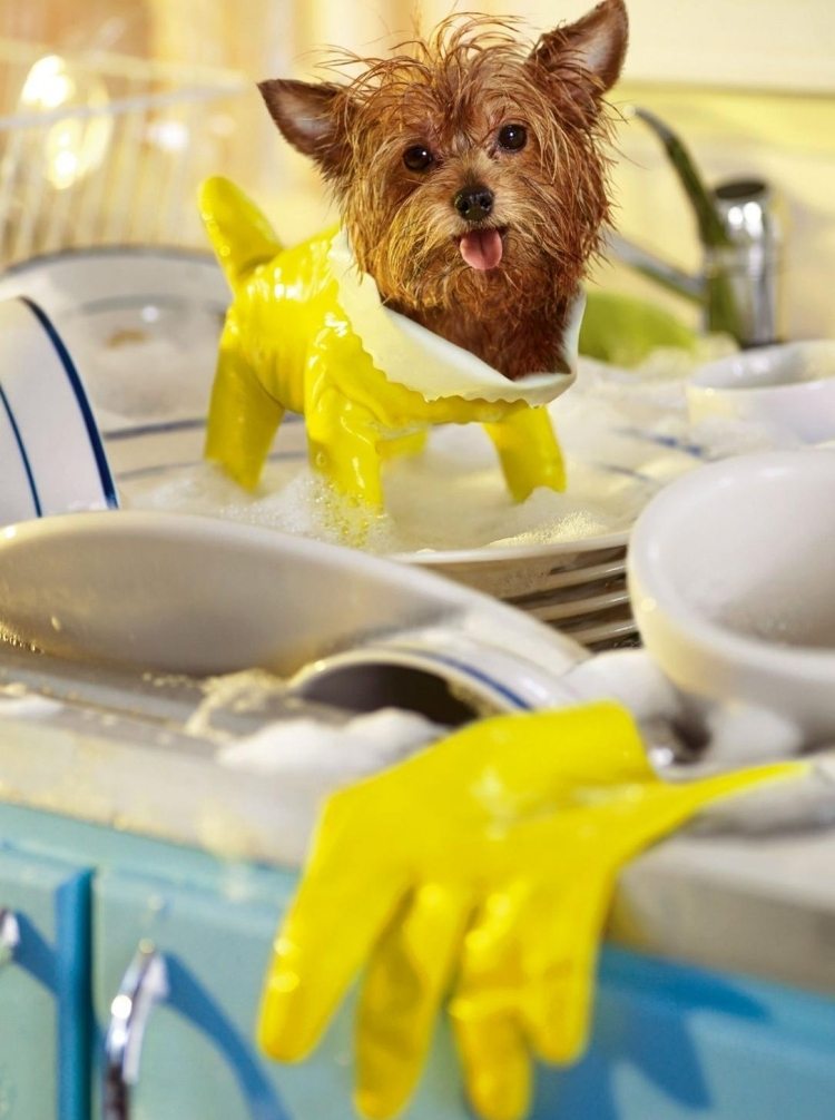 Roliga-djur-bilder-hund-Yorkshire-söta-hushållsarbete