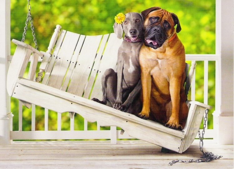 Roliga-djur-bilder-två-hundar-vackra-par