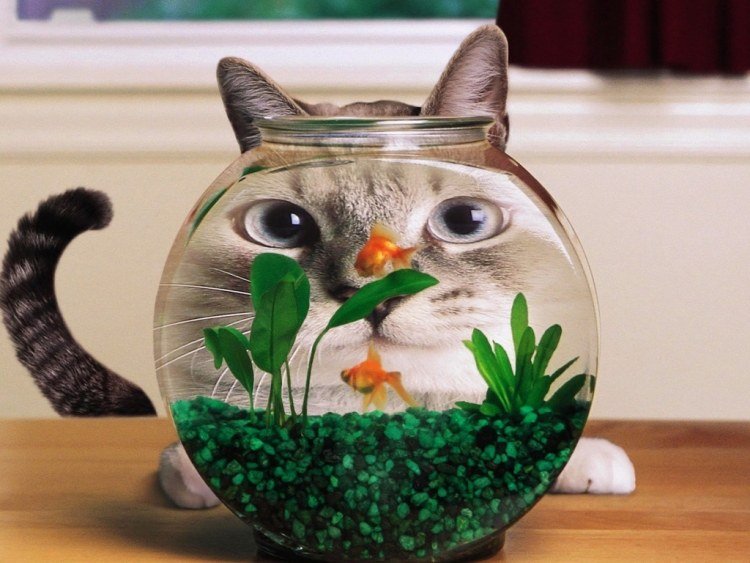 Roliga djurbilder Cat Aquarium Ideas