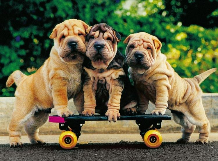 Roliga-djur-bilder-tre-hundar-åka-skateboard