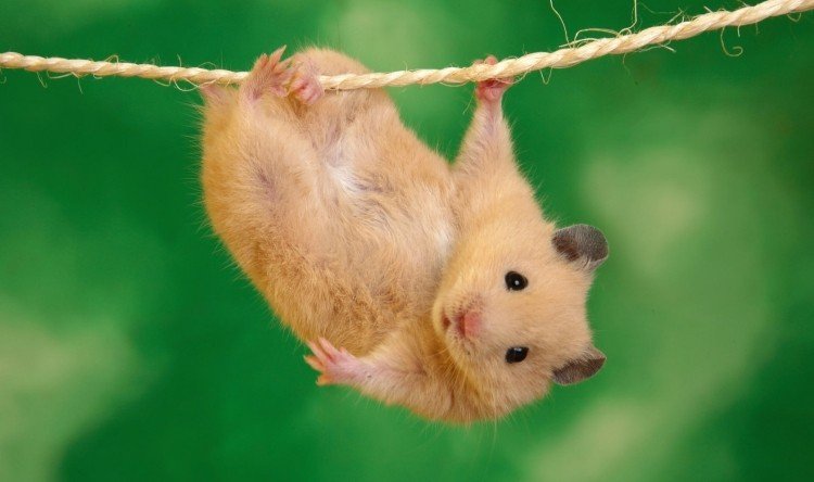 Roliga djurbilder Hamster Hälsningskort Idéer
