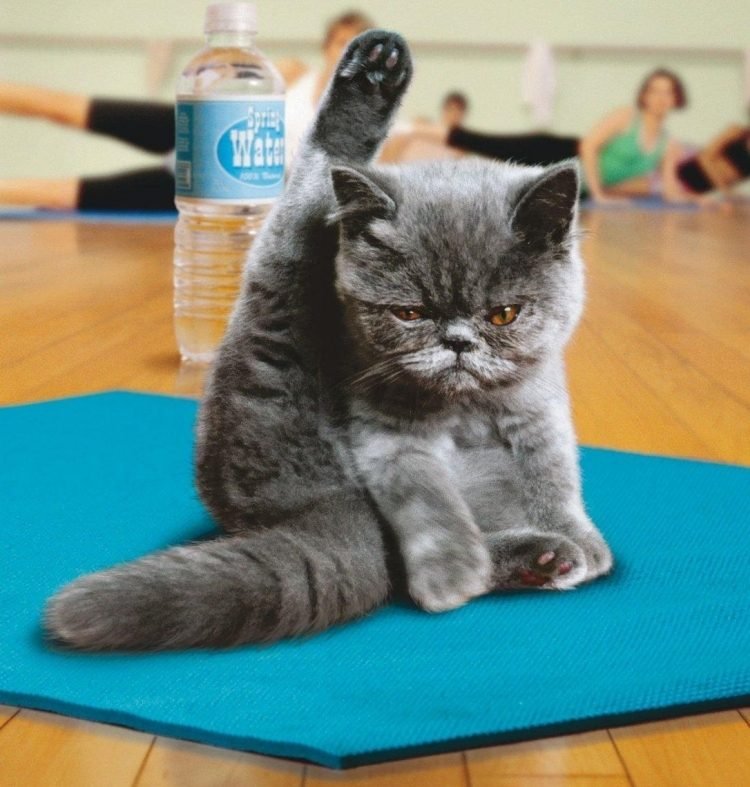 Roliga-djur-bilder-katter-gör-yoga