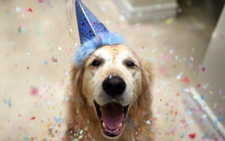 roliga-djur-bilder-hälsning-kort-hund-golden-retriever-konfetti-fest-födelsedag