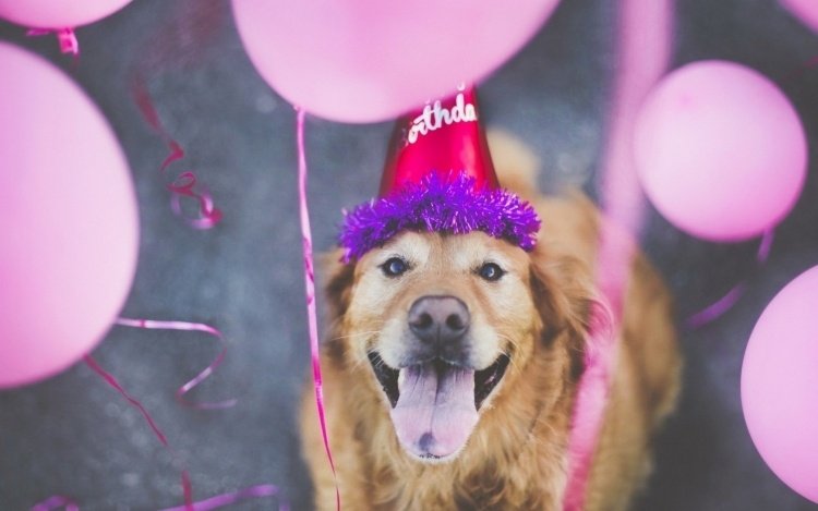 roliga-djur-bilder-gratulationskort-rosa-hund-födelsedag-fest-ballonger