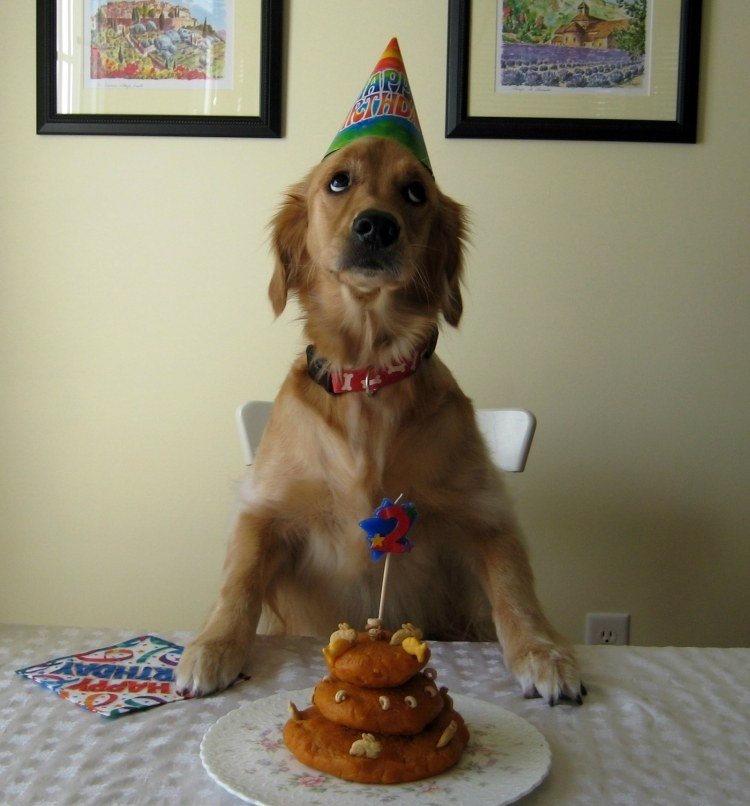 roliga-djur-bilder-hälsning-kort-hund-födelsedag-tårta-bord-golden-retriever