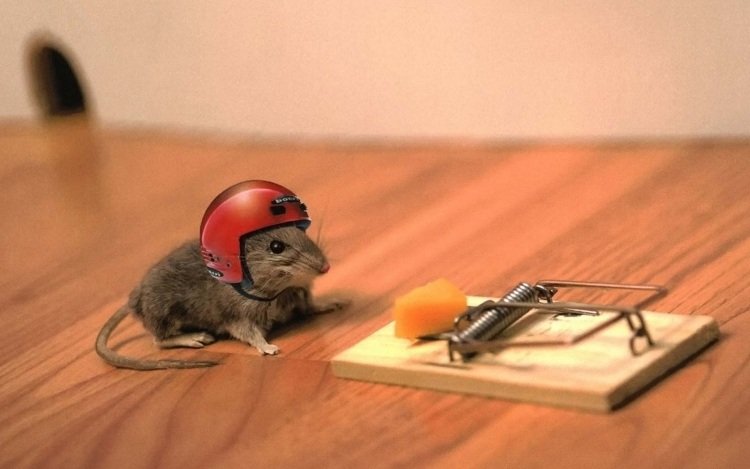 roliga-djur-bilder-hälsning-kort-mus-ost-mouset-mask