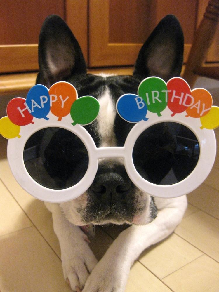 roliga-djur-bilder-hälsning-kort-buldoge-glasögon-roliga-fest-födelsedag
