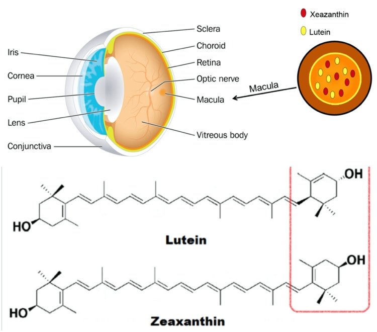 Lutein och zeaxantin i makulaområdet
