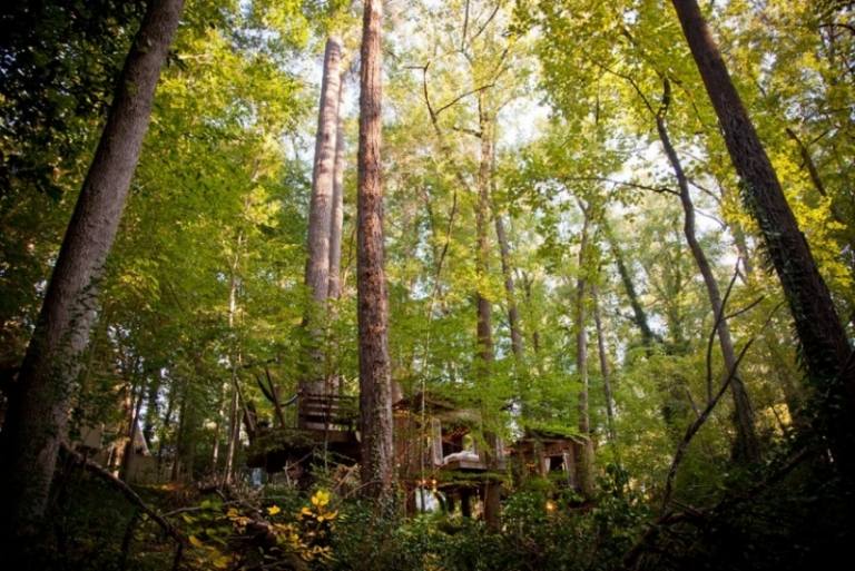 treehouse-living-forest-nature-house-living-living-utkanten-träd