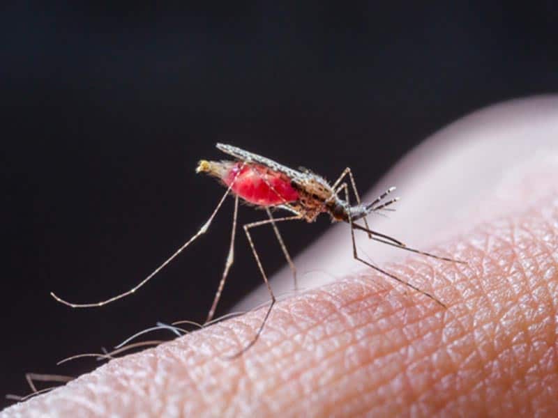 Malaria syyt ja oireet