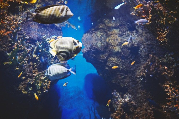 Maltas semesteraktiviteter de vackraste stränderna för dykning