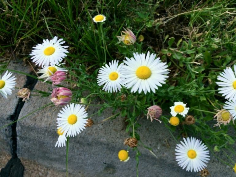 Margueriter-i-trädgården-trädgård-stig-kant-prydnadsgräs