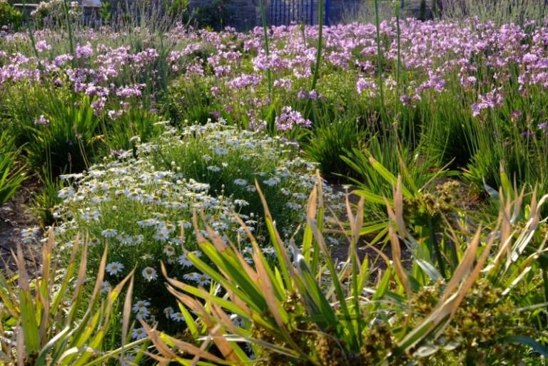 Margueriter-i-trädgården-medelhavshyacinter