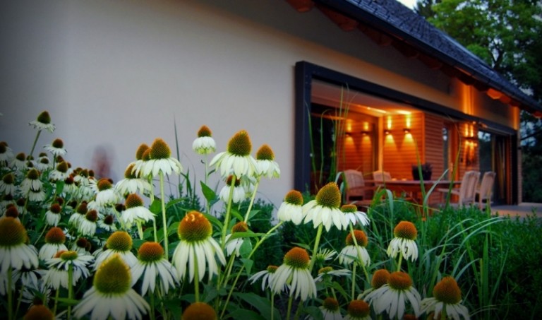 Margueriter-i-trädgården-sommar-blommor-idéer-medelhavet