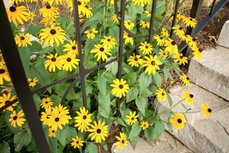 Tusenskönor-i-trädgården-sort-rudbeckia-gul