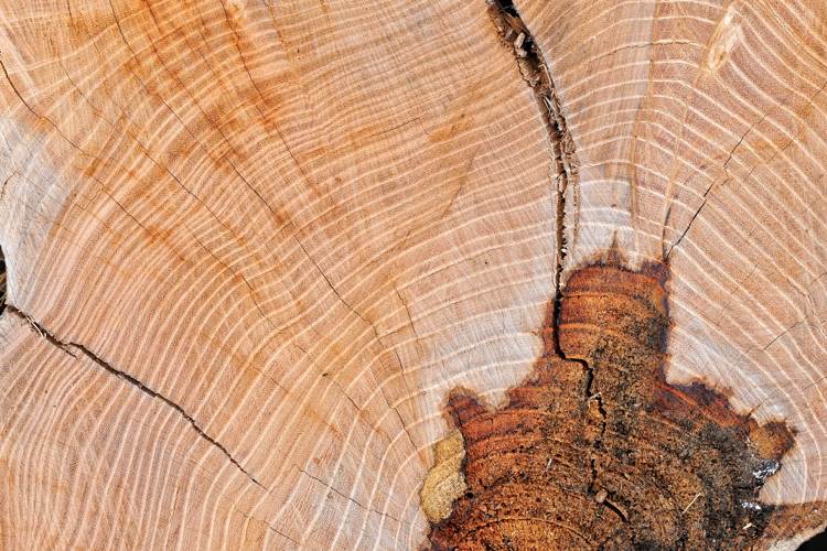 massivt trä bord-sprickor-knotholes-grain