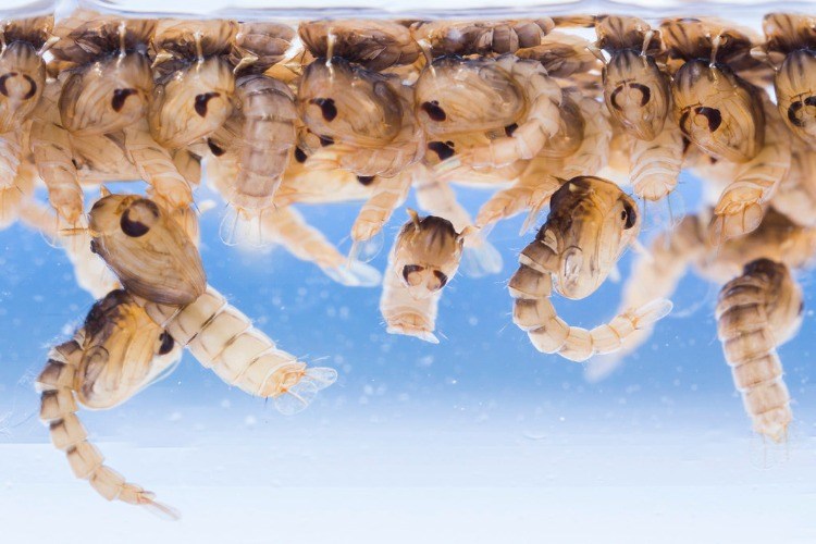 vad hjälper mot mygglarver i vattnet och hur kan mygglarver bekämpas