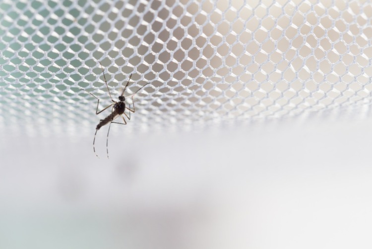 Installera ett myggnät i trädgården eller hemma