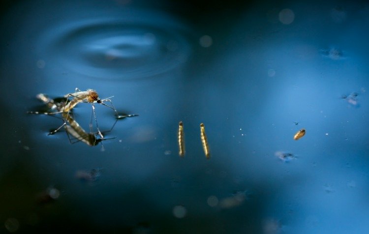 vuxen kvinnlig mygga på vattenytan med mygglarver i dammen