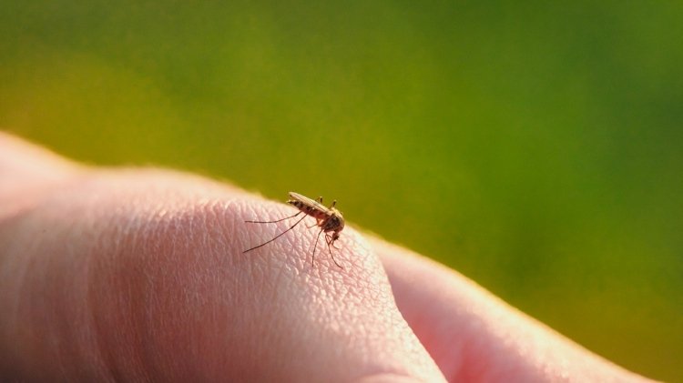 Skrämma bort myggor och behandla bett Njut av sommaren