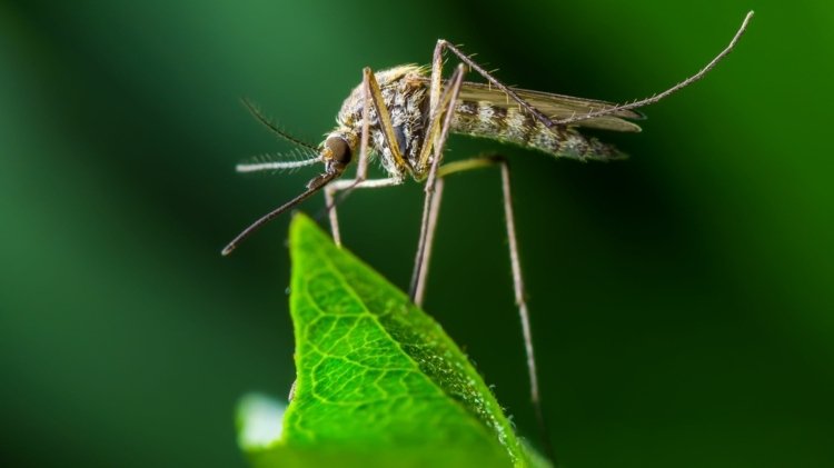 Behandla myggbett och förhindra att insektsbett kliar