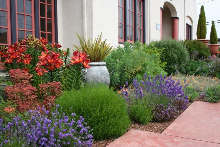 -lavendel-buskar-växter-blommor-cypress