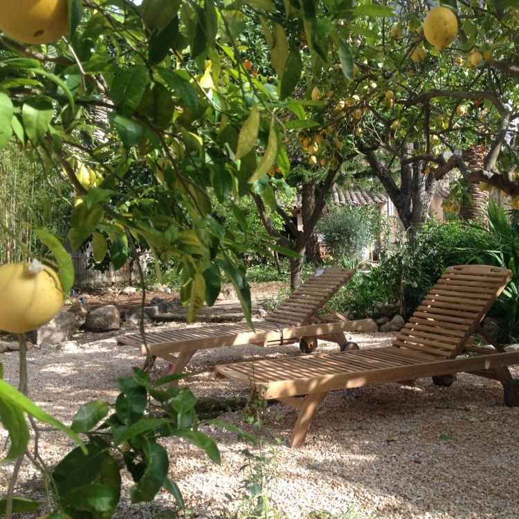 Medelhavsträdgårdsdesign-citrus träd-citron-liggande-grus-trä-stenar