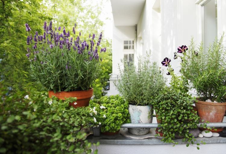 Medelhavet-trädgård-design-lavendel-badkar-växter-kryddor-timjan-rosmarin-balkong-terrass