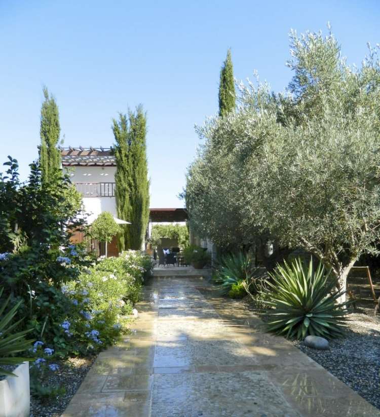Medelhavet-trädgård-design-yucca-olivträd-grus-väg-trottoar-stig-cypress