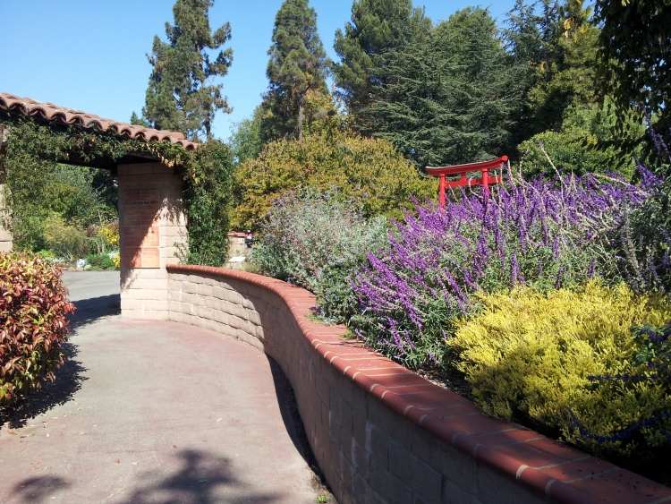 Medelhavet-trädgård-design-staket-vägg-markbeklädnad-skägg-blomma-buske-växter