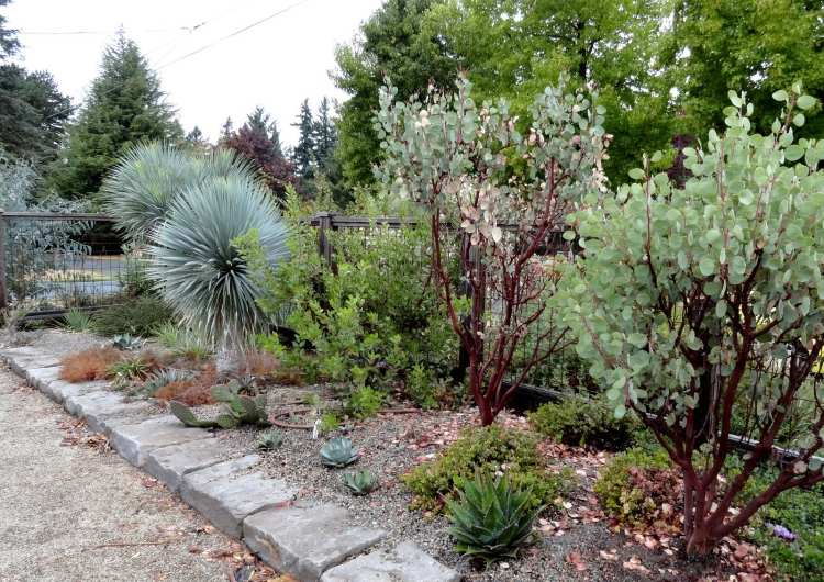 Medelhavet-trädgård-design-jordgubbe-träd-yucca-agave-grus-trottoar-torra-buskar